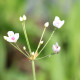 BUTOMUS umbellatus 'Schneeweisschen'