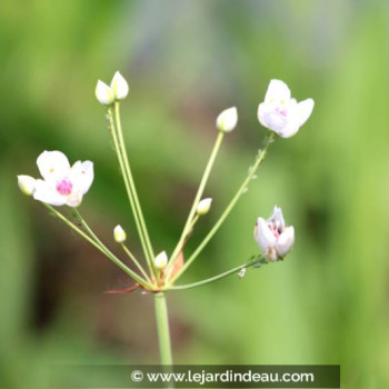 BUTOMUS umbellatus &#039;Schneeweisschen&#039;