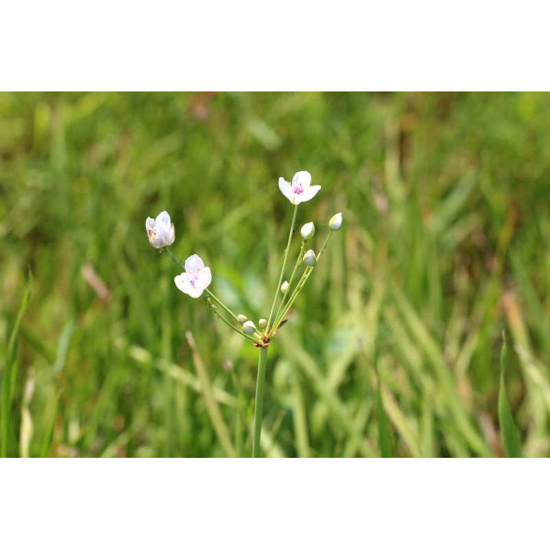 BUTOMUS umbellatus 'Schneeweisschen' BUTOMUS umbellatus 'Schneeweisschen'