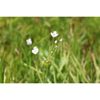 BUTOMUS umbellatus 'Schneeweisschen' BUTOMUS umbellatus 'Schneeweisschen'