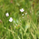 BUTOMUS umbellatus 'Schneeweisschen'