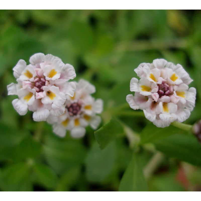 PHYLA nodiflora