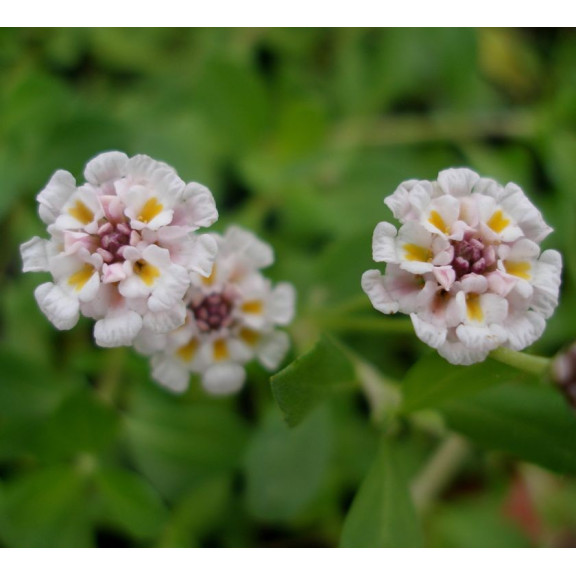 PHYLA nodiflora