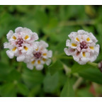 PHYLA nodiflora