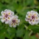 PHYLA nodiflora