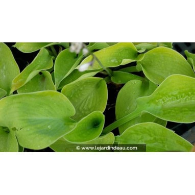 HOSTA \'Zounds\'