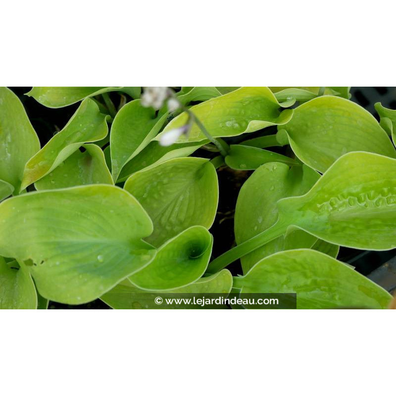 HOSTA 'Zounds'