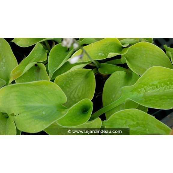 HOSTA 'Zounds'