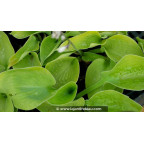HOSTA 'Zounds'