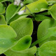 HOSTA 'Zounds'