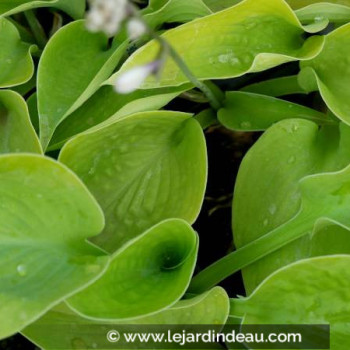 HOSTA &#039;Zounds&#039;