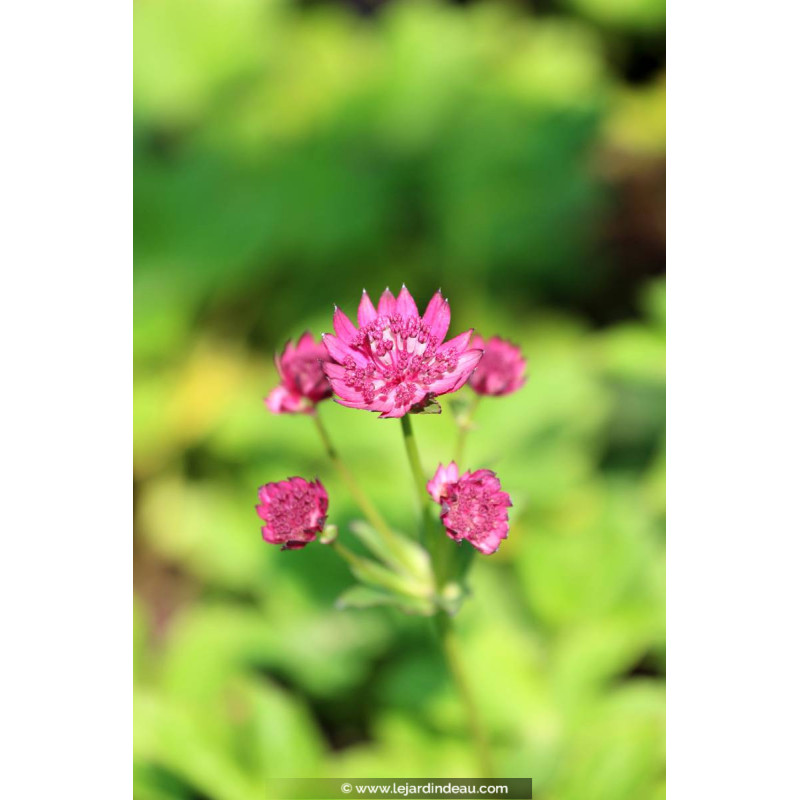 ASTRANTIA major 'Milano'