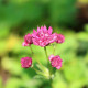 ASTRANTIA major 'Milano'