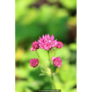 ASTRANTIA major \'Milano\'