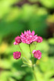 ASTRANTIA major 'Milano'