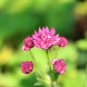 ASTRANTIA major 'Milano'