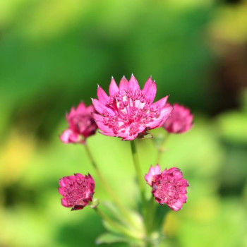 ASTRANTIA major &#039;Milano&#039;
