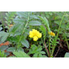 POTENTILLA anserina