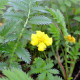 POTENTILLA anserina