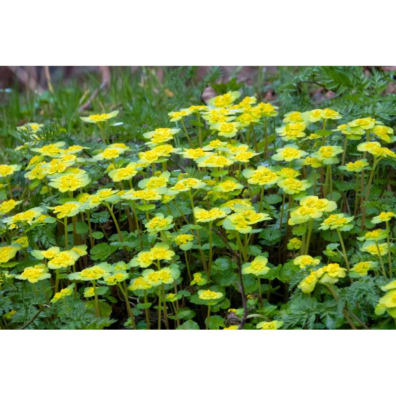 CHRYSOSPLENIUM alternifolium