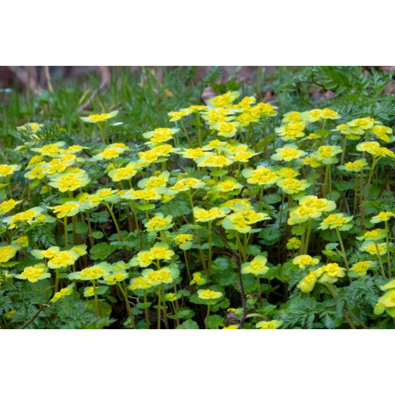 CHRYSOSPLENIUM alternifolium