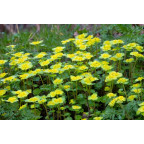 CHRYSOSPLENIUM alternifolium
