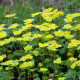 CHRYSOSPLENIUM alternifolium