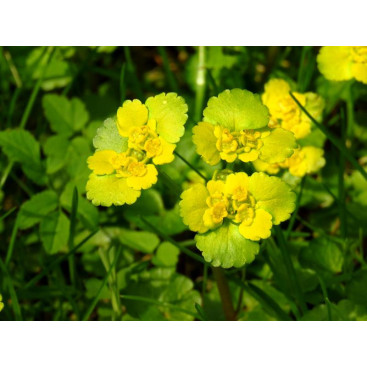 CHRYSOSPLENIUM alternifolium