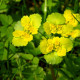 CHRYSOSPLENIUM alternifolium