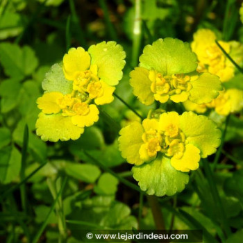 CHRYSOSPLENIUM alternifolium