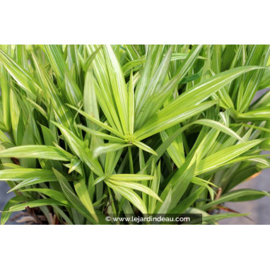 CYPERUS albostriatus \'Variegatus\'