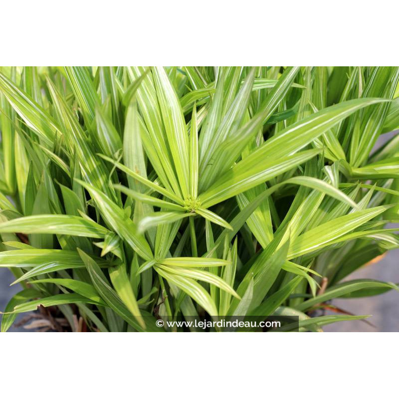 CYPERUS albostriatus 'Variegatus'