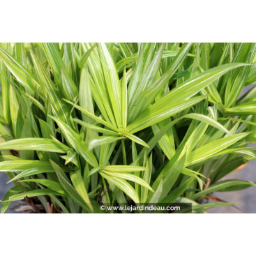 CYPERUS albostriatus \'Variegatus\'