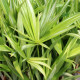 CYPERUS albostriatus 'Variegatus'