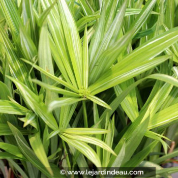 CYPERUS albostriatus &#039;Variegatus&#039;