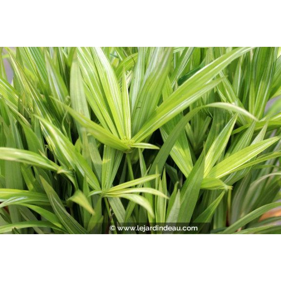 CYPERUS albostriatus 'Variegatus'