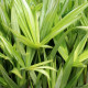 CYPERUS albostriatus 'Variegatus'