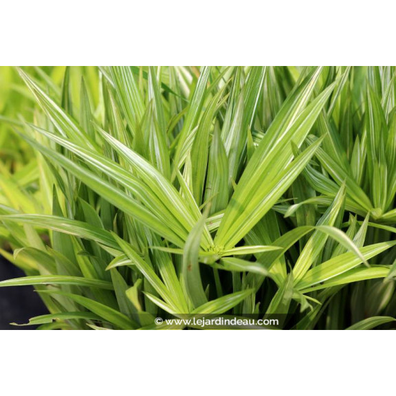 CYPERUS albostriatus 'Variegatus'