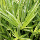 CYPERUS albostriatus 'Variegatus'