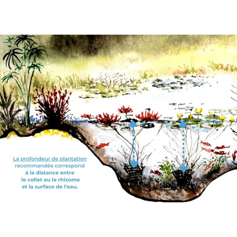 NYMPHAEA 'Xia Fei' - profondeur de plantation