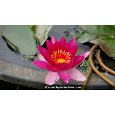 NYMPHAEA \'Xia Fei\' - N&eacute;nuphar