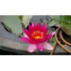 NYMPHAEA 'Xia Fei'