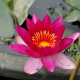 NYMPHAEA 'Xia Fei'