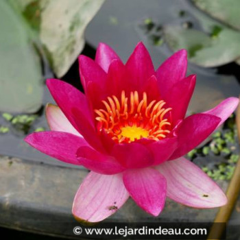 NYMPHAEA &#039;Xia Fei&#039;