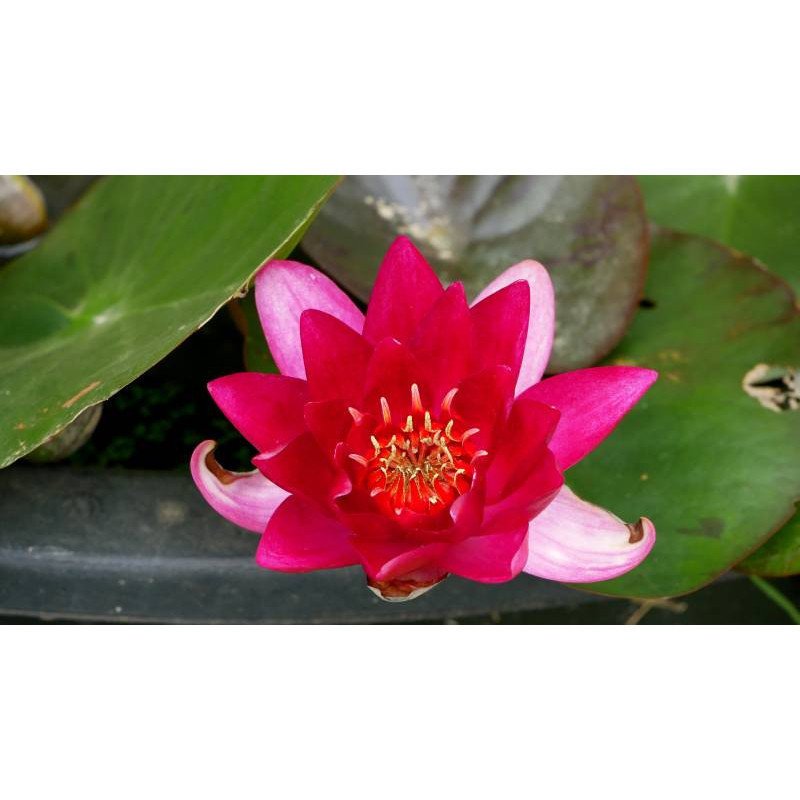 NYMPHAEA 'Xia Fei'