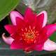 NYMPHAEA 'Xia Fei'