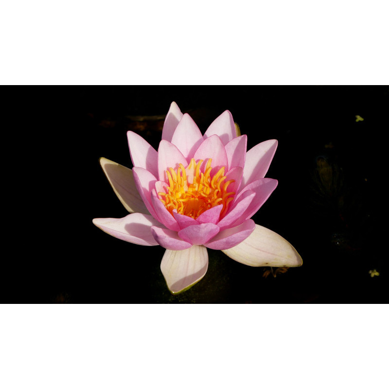 NYMPHAEA 'Formosa' NYMPHAEA 'Formosa'