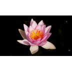 NYMPHAEA 'Formosa' NYMPHAEA 'Formosa'