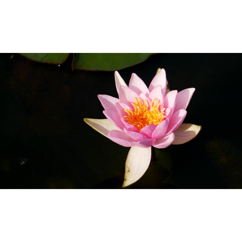 NYMPHAEA 'Formosa' NYMPHAEA 'Formosa'