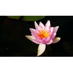 NYMPHAEA 'Formosa' NYMPHAEA 'Formosa'